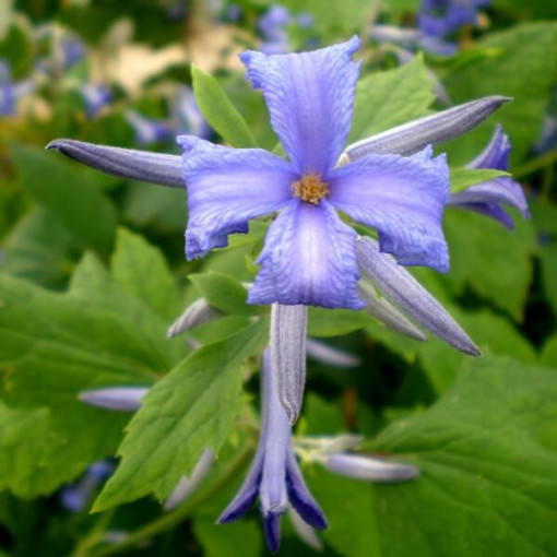 Clematis Cassandra (staudig) DUFTEND Topf 2L