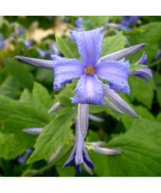 Clematis Cassandra (staudig) DUFTEND Topf 2L