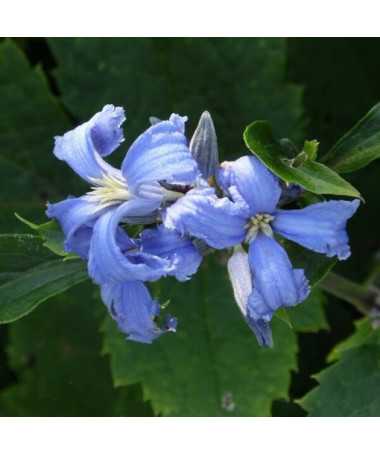 Clematis Cassandra (staudig) DUFTEND Topf 2L