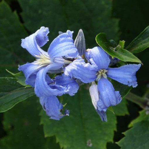 Clematis Cassandra (staudig) DUFTEND Topf 2L