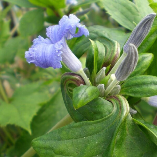 Clematis Cassandra (staudig) DUFTEND Topf 2L