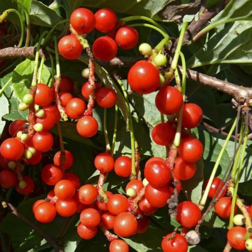 Chinesische Magnolienrebe (Schisandra chinensis) 4L Behälter