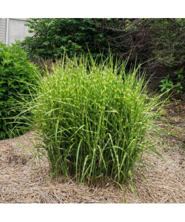 Chinesisches Miscanthus 'Zebrinus' Topf, 2L