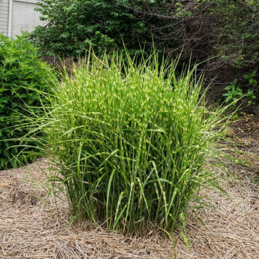 Chinesisches Miscanthus 'Zebrinus' Topf, 2L