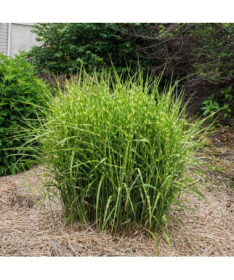 Chinesisches Miscanthus 'Zebrinus' Topf, 2L