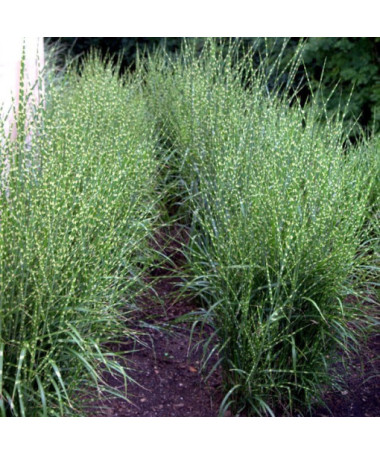Chinesisches Miscanthus 'Zebrinus' Topf, 2L