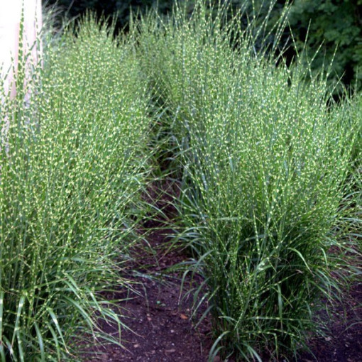 Chinesisches Miscanthus 'Zebrinus' Topf, 2L