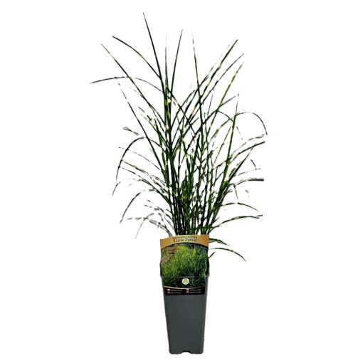 Chinesisches Miscanthus 'Zebrinus' Topf, 2L