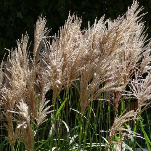 Chinesisches Miscanthus 'Maleparthus' Topf, 2L