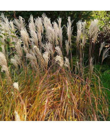 Chinesisches Miscanthus 'Maleparthus' Topf, 2L