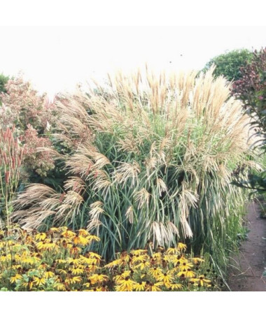 Chinesisches Miscanthus 'Herman Mussel' Topf, 2L