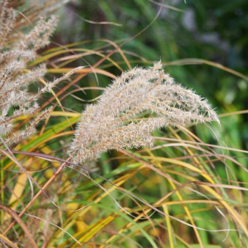 Chinesisches Miscanthus 'Ferner Osten' Topf, 2L