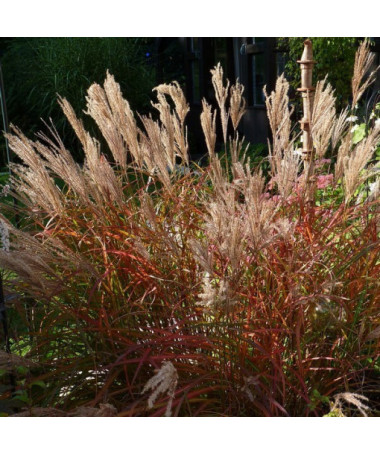Chinesisches Miscanthus 'Ferner Osten' Topf, 2L