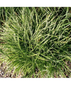 Morrow-Segge 'Ice Dance' Topf, 2L