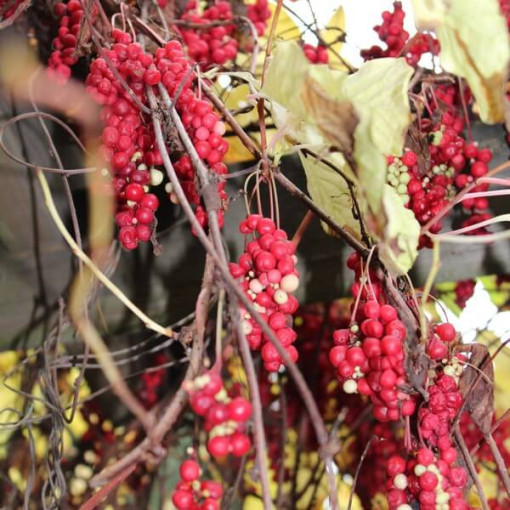 Chinesische Magnolienrebe (Schisandra chinensis) 4L Behälter