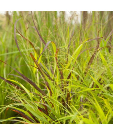 Rutenhirse 'Shenandoah' Topf, 2L