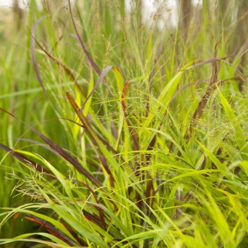 Rutenhirse 'Shenandoah' Topf, 2L