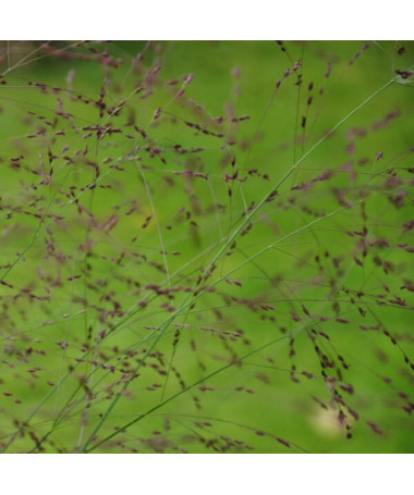 Rutenhirse 'Shenandoah' Topf, 2L
