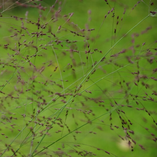 Rutenhirse 'Shenandoah' Topf, 2L