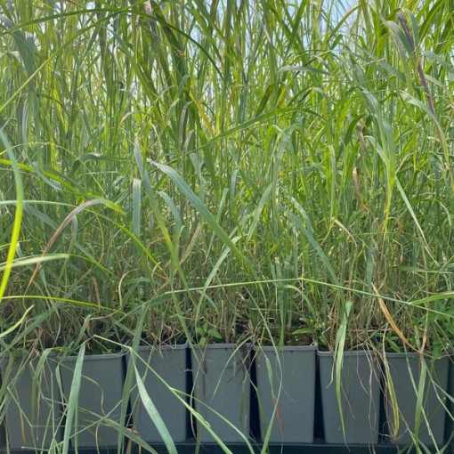 Rutenhirse 'Shenandoah' Topf, 2L