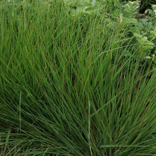 Blau-Schwingel 'Moorhexe' Topf, 2L