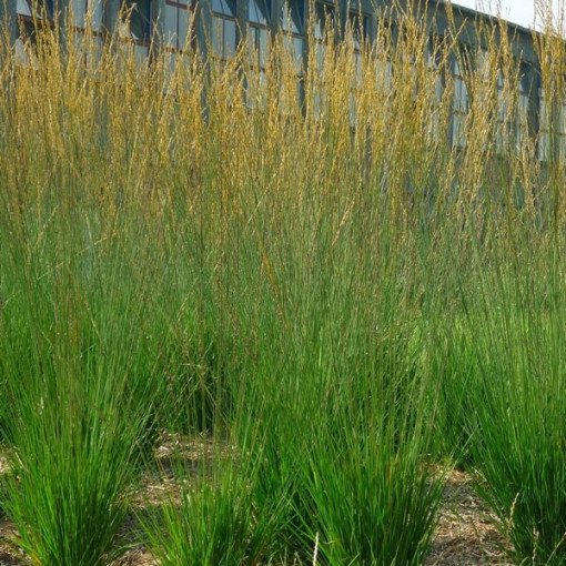 Blau-Schwingel 'Heidebraut' Topf, 2L