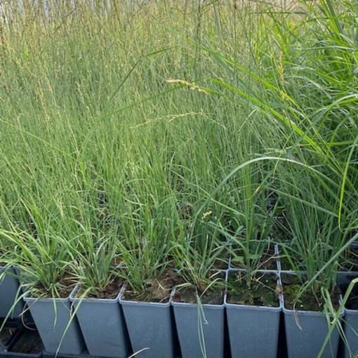 Blau-Schwingel 'Heidebraut' Topf, 2L