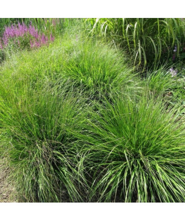 Japanisches Lampenputzergras 'Viridescens', Topf 2L