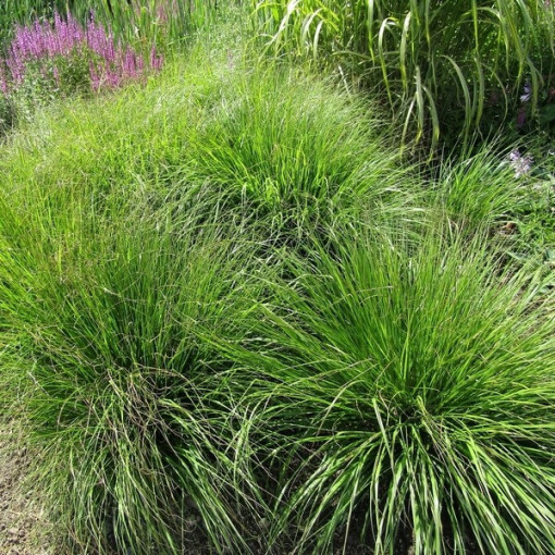 Japanisches Lampenputzergras 'Viridescens', Topf 2L