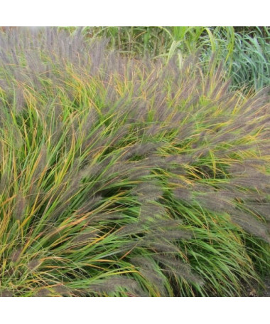 Japanisches Lampenputzergras 'Viridescens', Topf 2L
