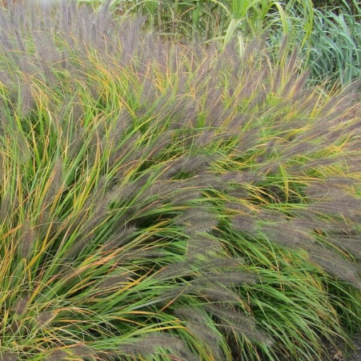 Japanisches Lampenputzergras 'Viridescens', Topf 2L