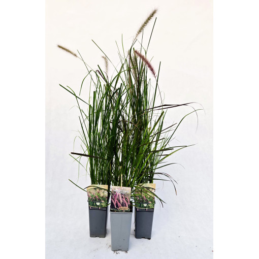 Japanisches Lampenputzergras 'Viridescens', Topf 2L
