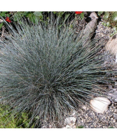 Blauschwingel 'Elijah Blue', Topf 2L