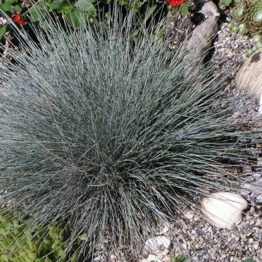 Blauschwingel 'Elijah Blue', Topf 2L