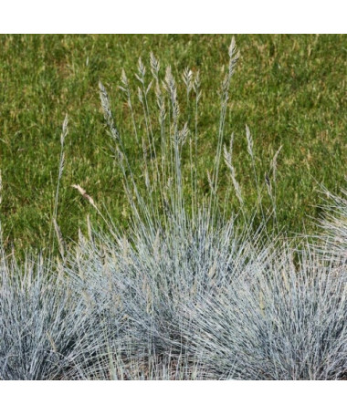 Blauschwingel 'Elijah Blue', Topf 2L