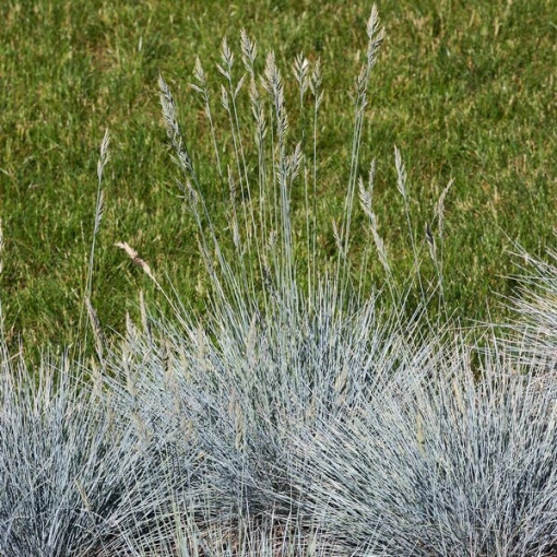 Blauschwingel 'Elijah Blue', Topf 2L