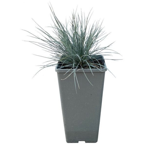 Blauschwingel 'Elijah Blue', Topf 2L