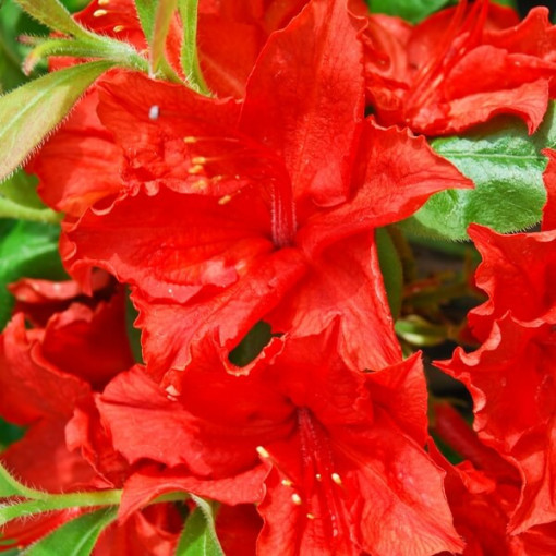 Rhododendron (Mollis Azalee) "Doloroso", Topf 2L