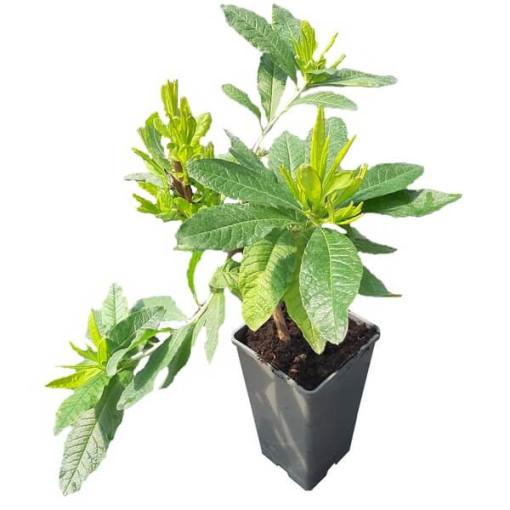 Rhododendron (Mollis Azalee) "Doloroso", Topf 2L