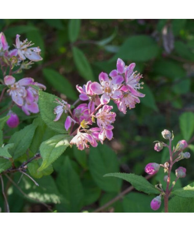 Hybrid-Rhododendron 'Mont Rose', Topf 2L