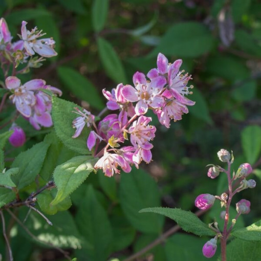 Hybrid-Rhododendron 'Mont Rose', Topf 2L