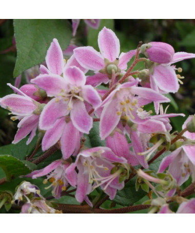 Hybrid-Rhododendron 'Mont Rose', Topf 2L
