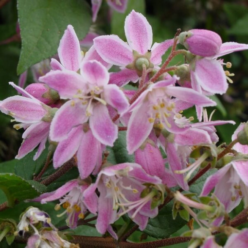 Hybrid-Rhododendron 'Mont Rose', Topf 2L
