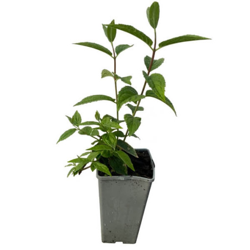 Hybrid-Rhododendron 'Mont Rose', Topf 2L