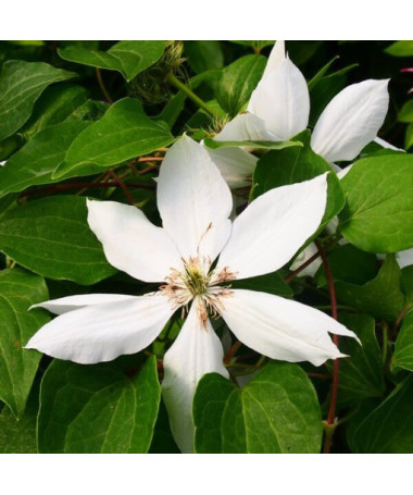Clematis Henryi (Großblumig) Topf, 4L