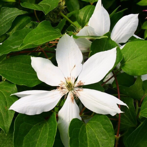Clematis Henryi (Großblumig) Topf, 4L