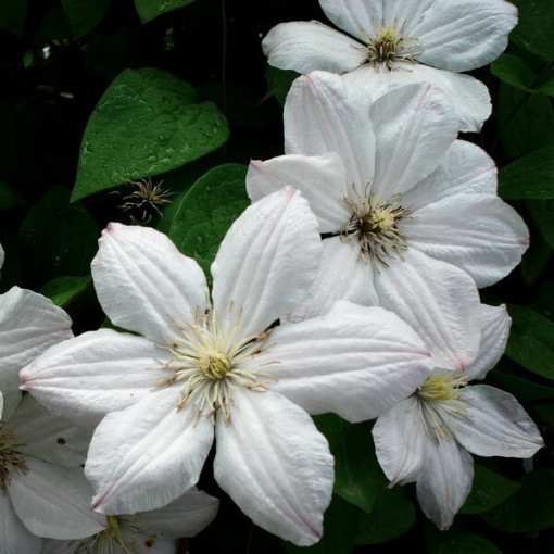 Clematis Henryi (Großblumig) Topf, 4L