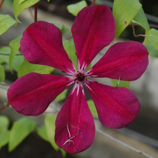 Clematis Allanah (Großblumig) 4L Topf
