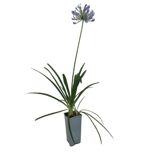 Blaue Agapanthus (Agapanthus Africanus) Setzlinge im 2L Topf