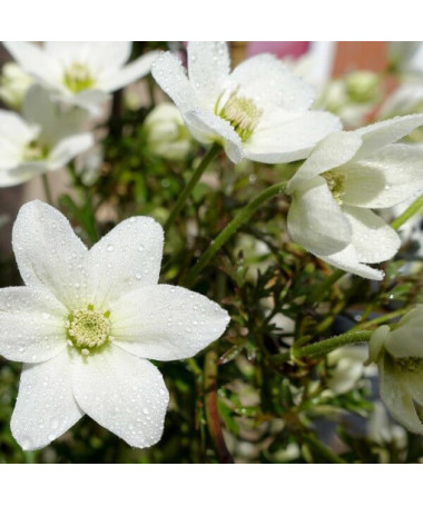 Clematis 'Joe' P9/C1